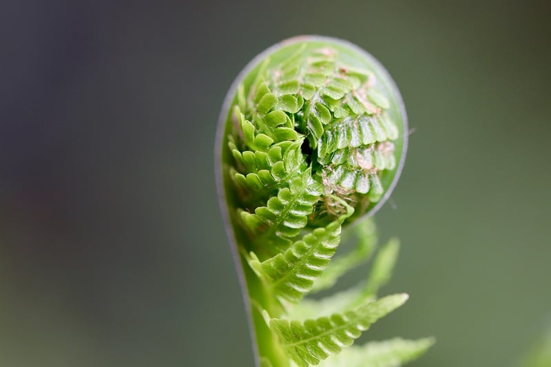 Dragon's Breath Ferns