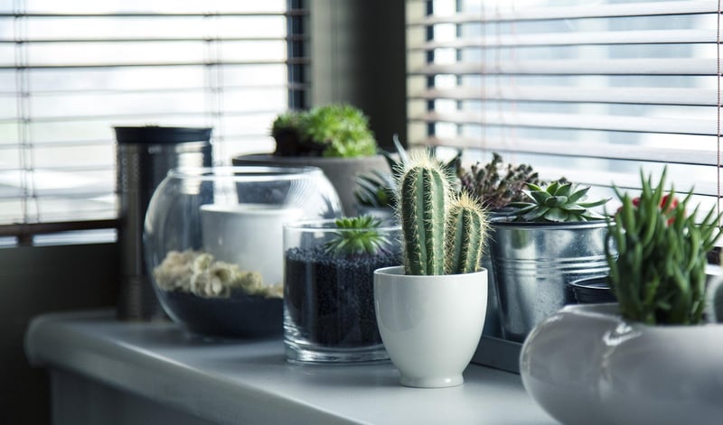 Starlight Succulents